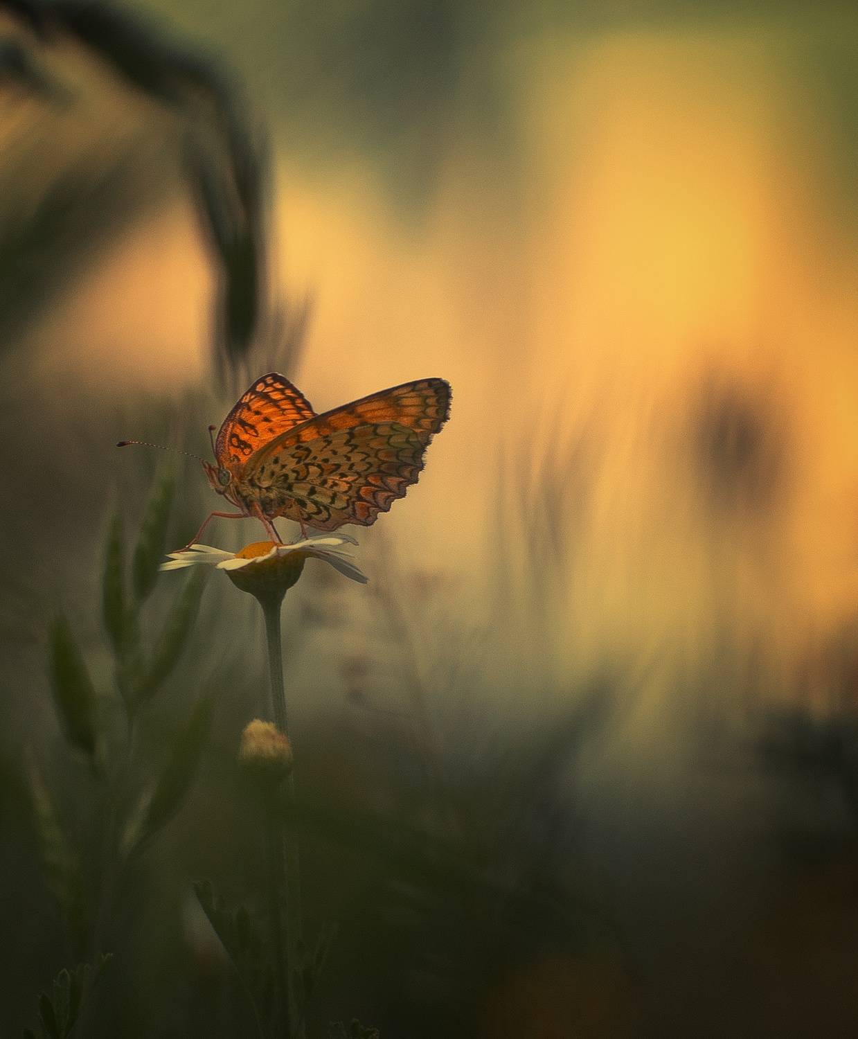 , Герчев Николай