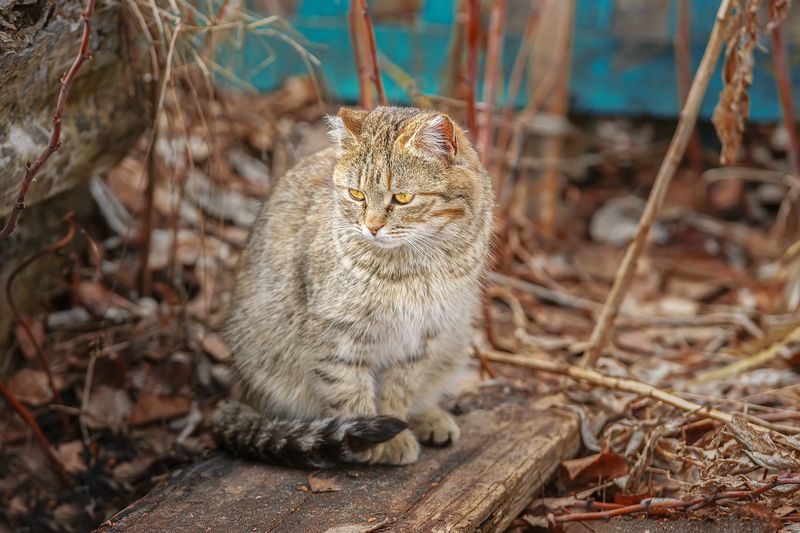 Котёнок в траве фото превью