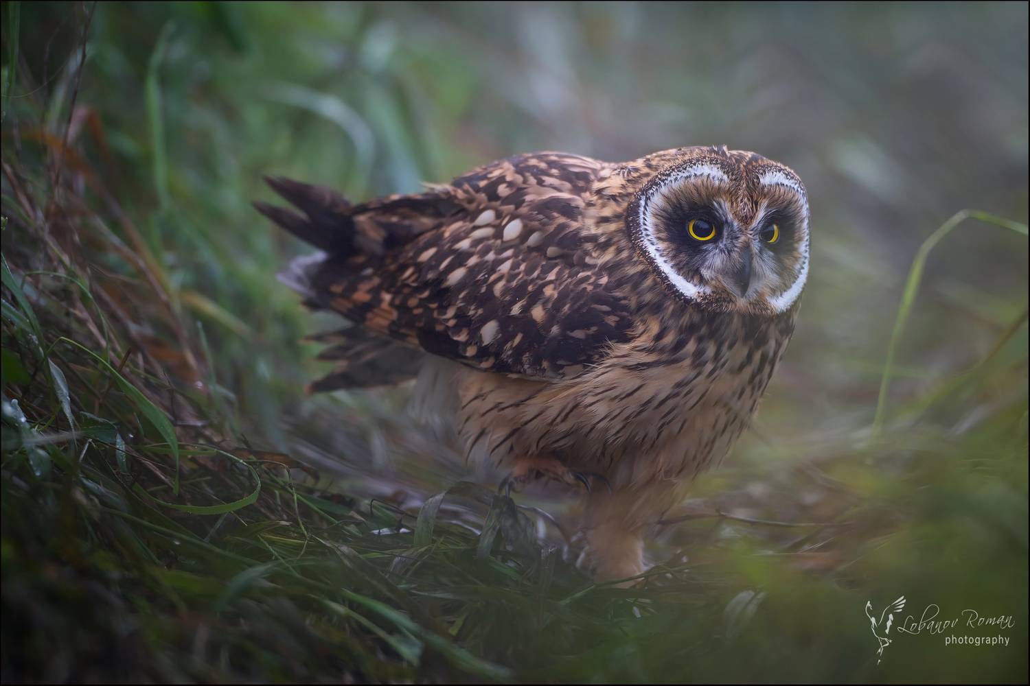 , Лобанов Роман