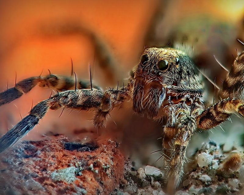 Acantholycosa lignaria (паук волк) фото превью