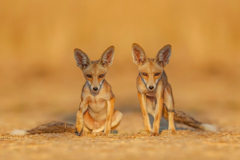 Fox family  фото превью