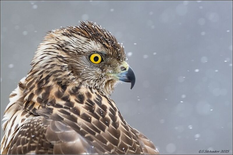 Просто - самка  ястреба-тетеревятника фото превью