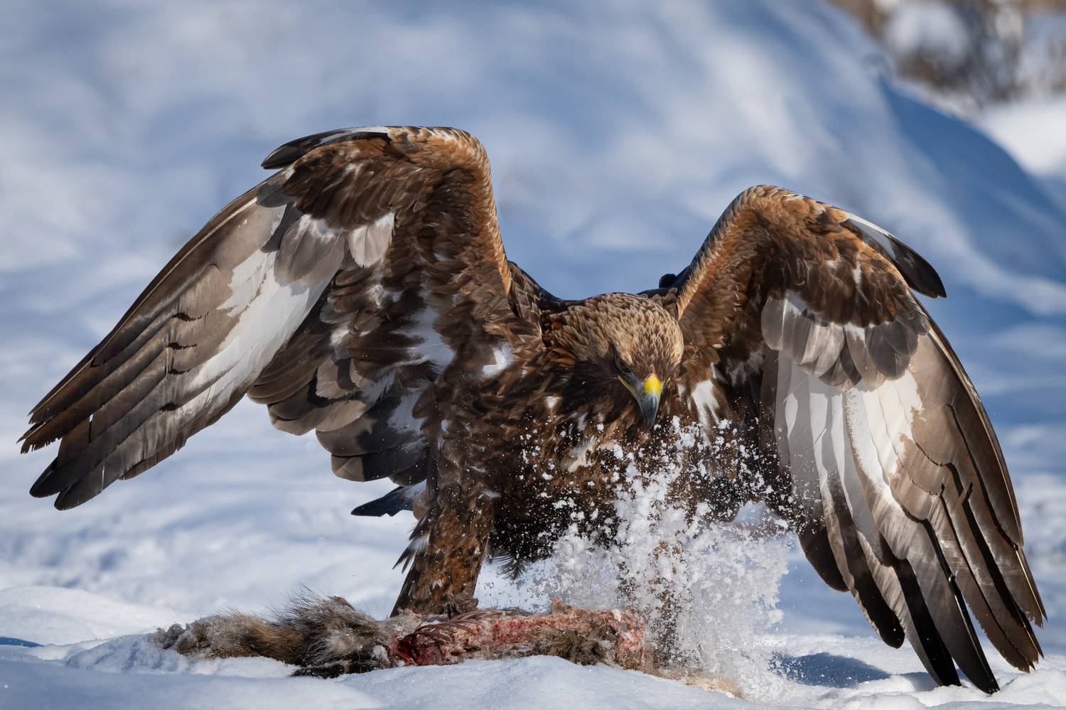Беркут, хищник, птицы, голод, зима, Степанова Татьяна