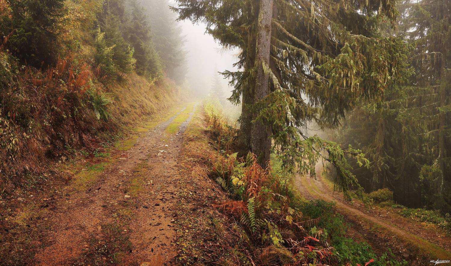 swiss, Матвеев Николай