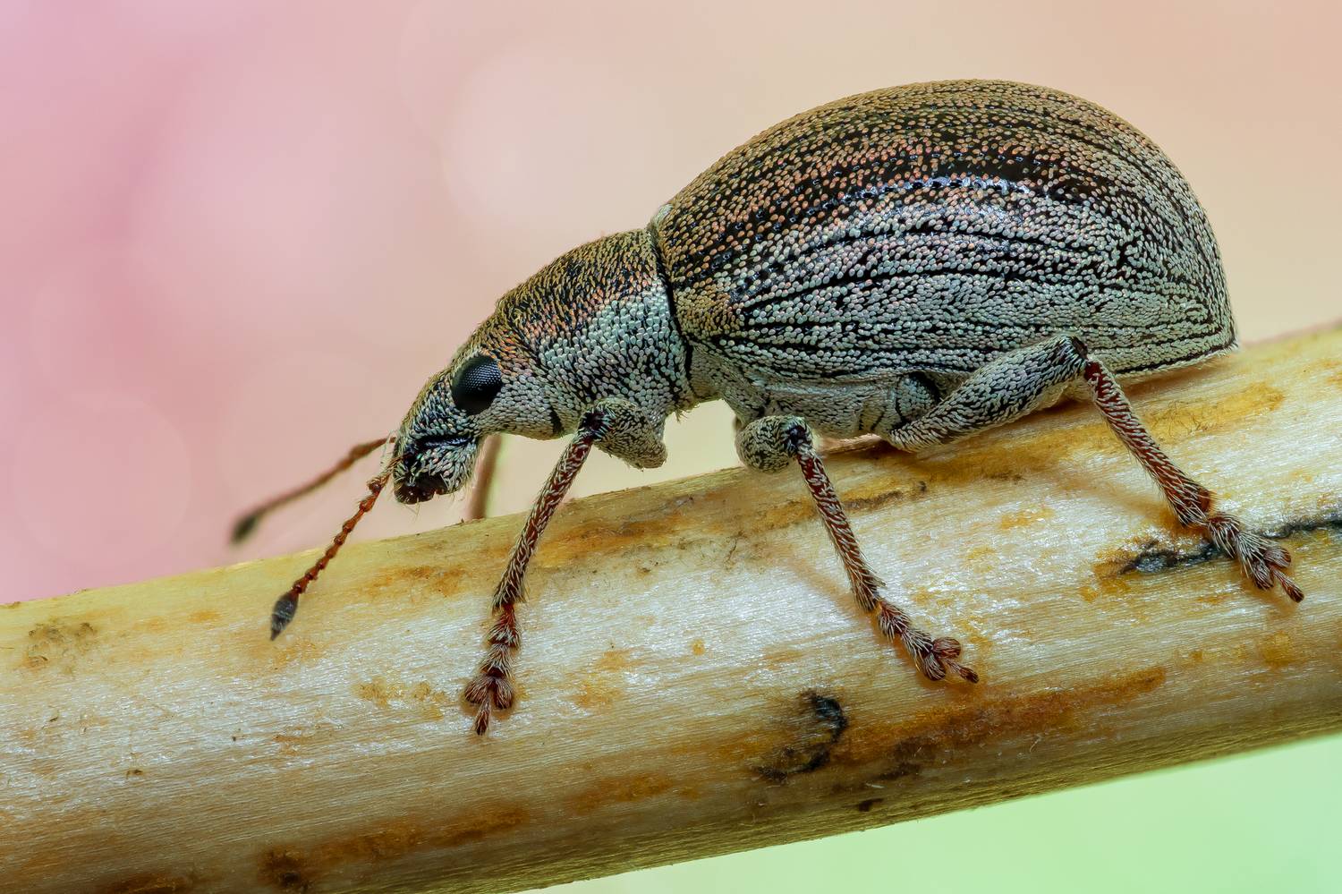 , Кузнецов Дмитрий