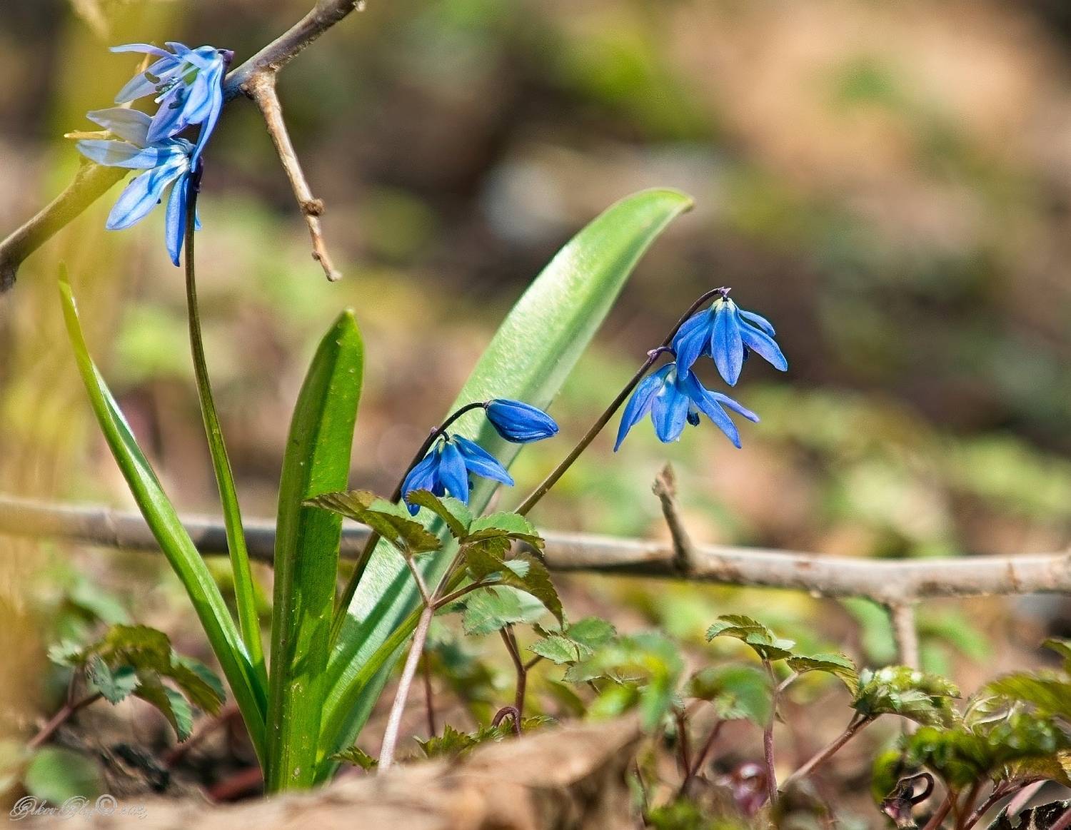 , Орлов Олег