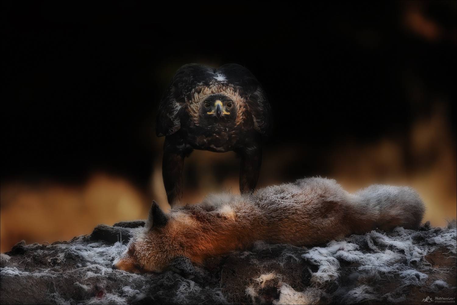 беркут, golden eagle, заказник красный бор, фототур в красный бор, phototravel.pro, фототуры 2025, фототуры 2026, Влад Соколовский