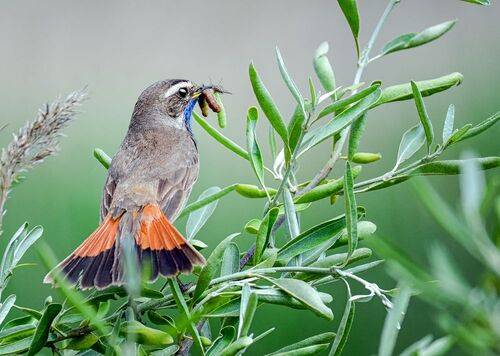 Варакушка (3 ФОТО)