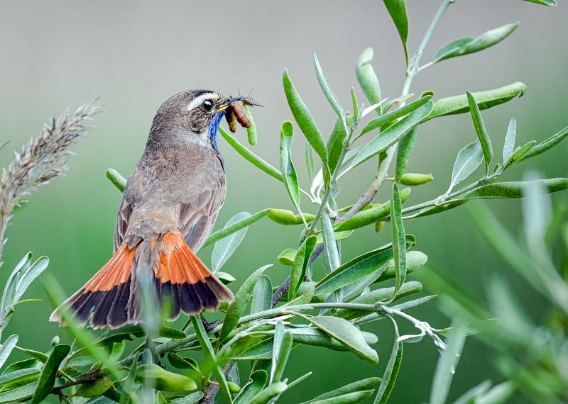 птица, варакушка, добыча, Варакушка (3 ФОТО) фото превью