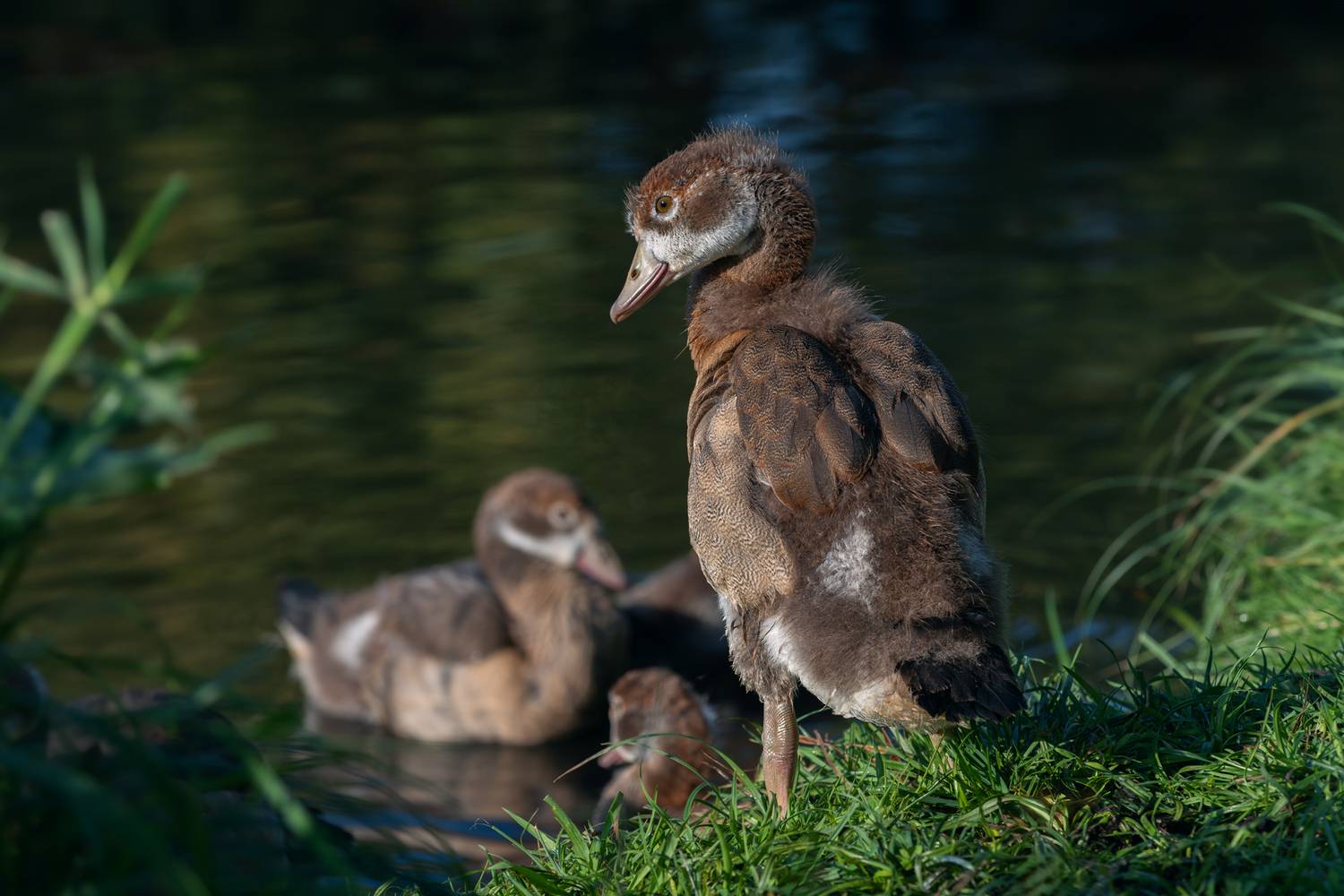 нильский гусь, египетский гусь, гусёнок, alopochen aegyptiaca, egyptian goose, gosling, Наталья Паклина