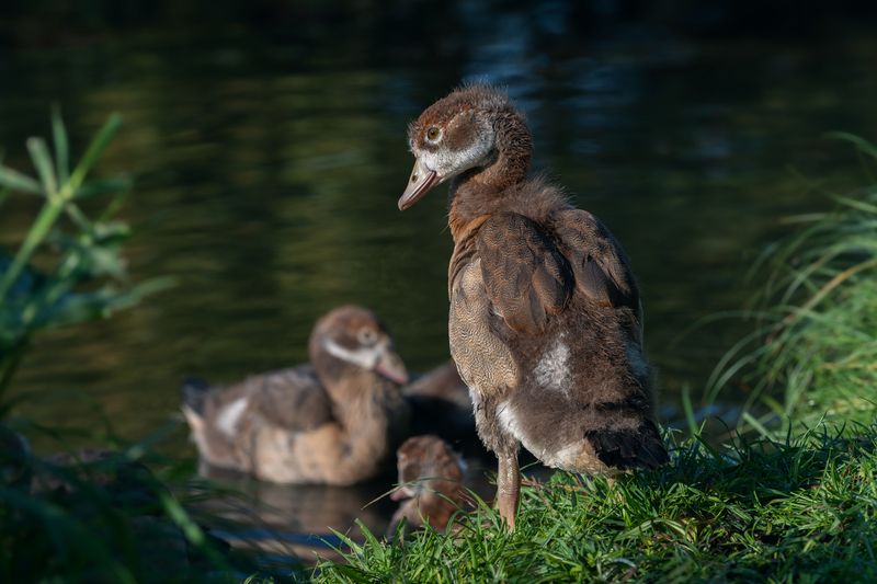нильский гусь, египетский гусь, гусёнок, alopochen aegyptiaca, egyptian goose, gosling Детство Гуся Нильского. фото превью