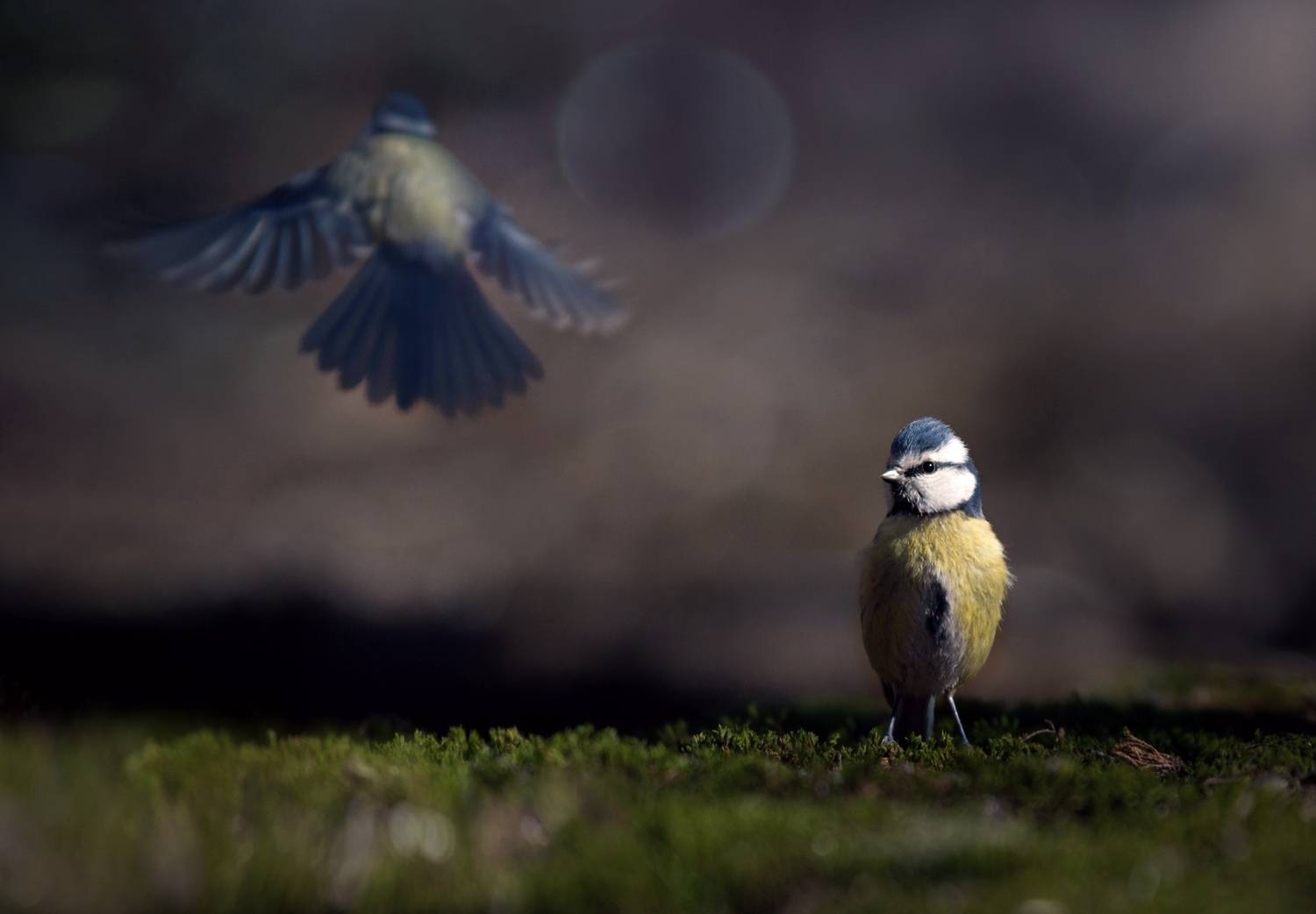 лес, свет, утро, природа, синица, птицы, Баранов Олег
