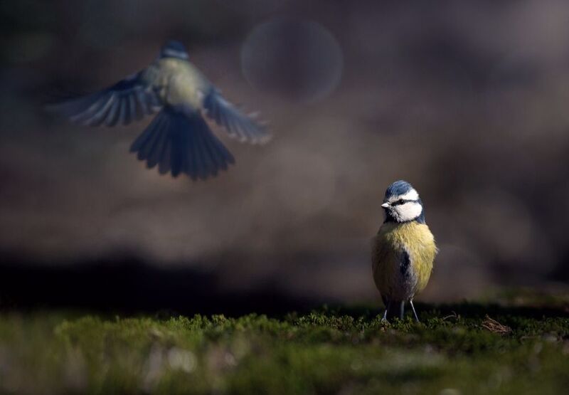 лес, свет, утро, природа, синица, птицы *** фото превью