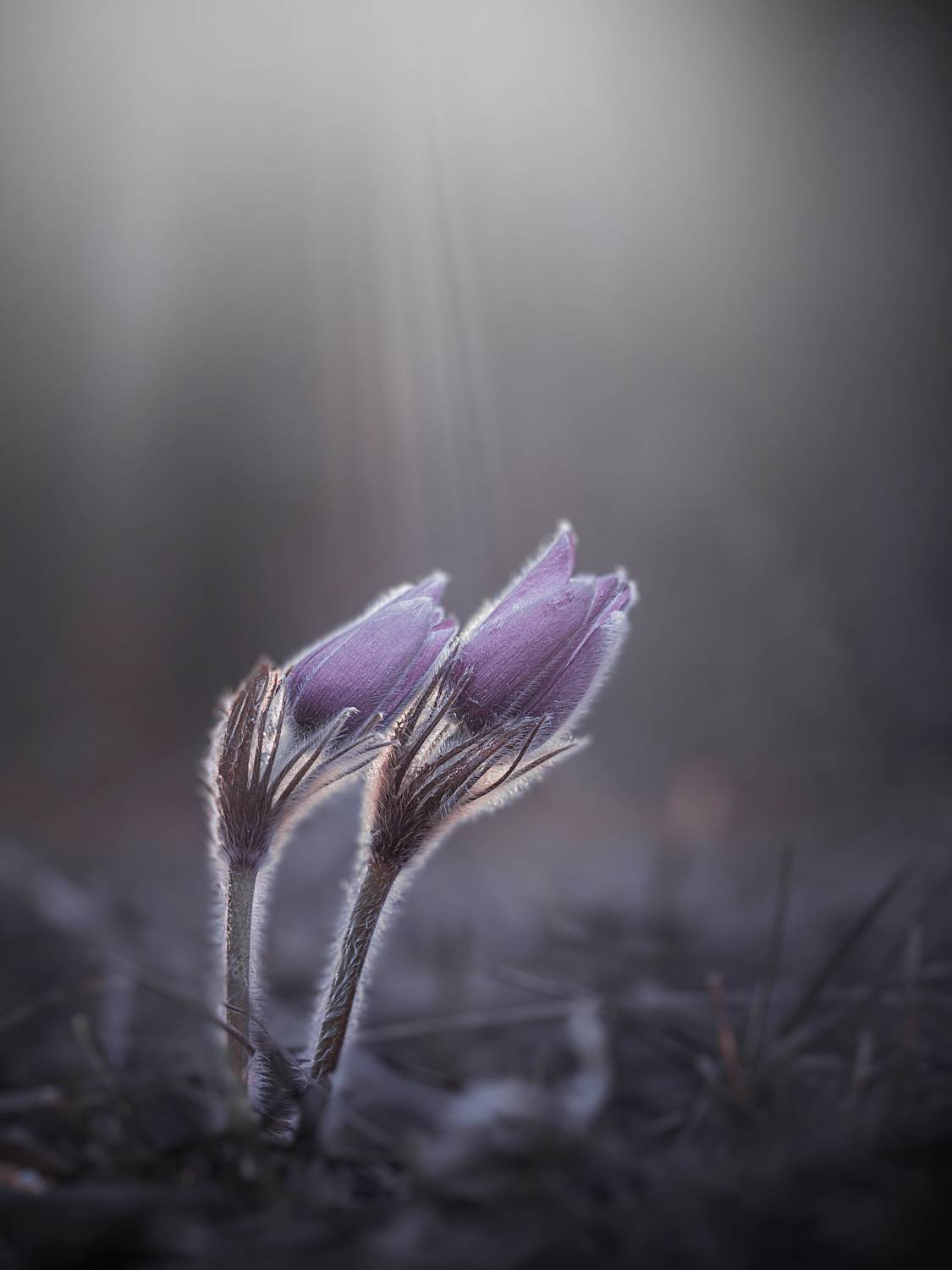 , Лапшина Владлена