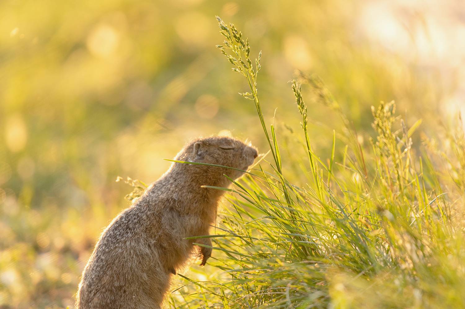 суслик, татышев-парк, красноярск, Андреева Светлана