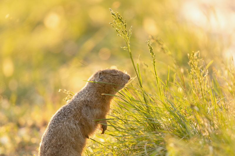 суслик, татышев-парк, красноярск В гармонии с собой фото превью