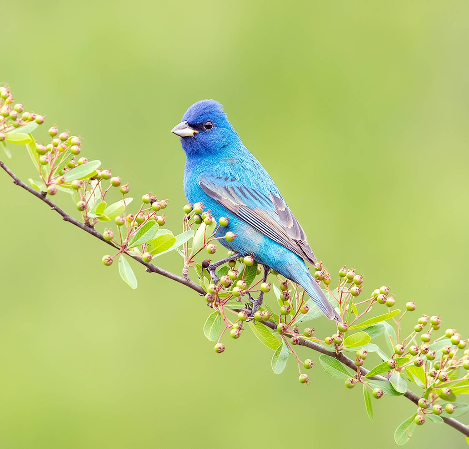 индиговый овсянковый кардинал, indigo bunting, кардинал, весна, Etkind Elizabeth