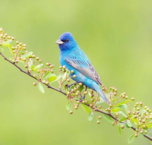 Indigo bunting -Индиговый овсянковый кардинал