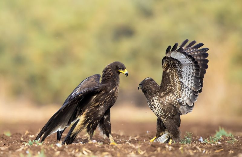 Разговор фото превью