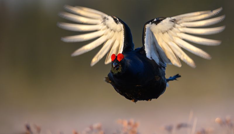 Тетерев. фото превью