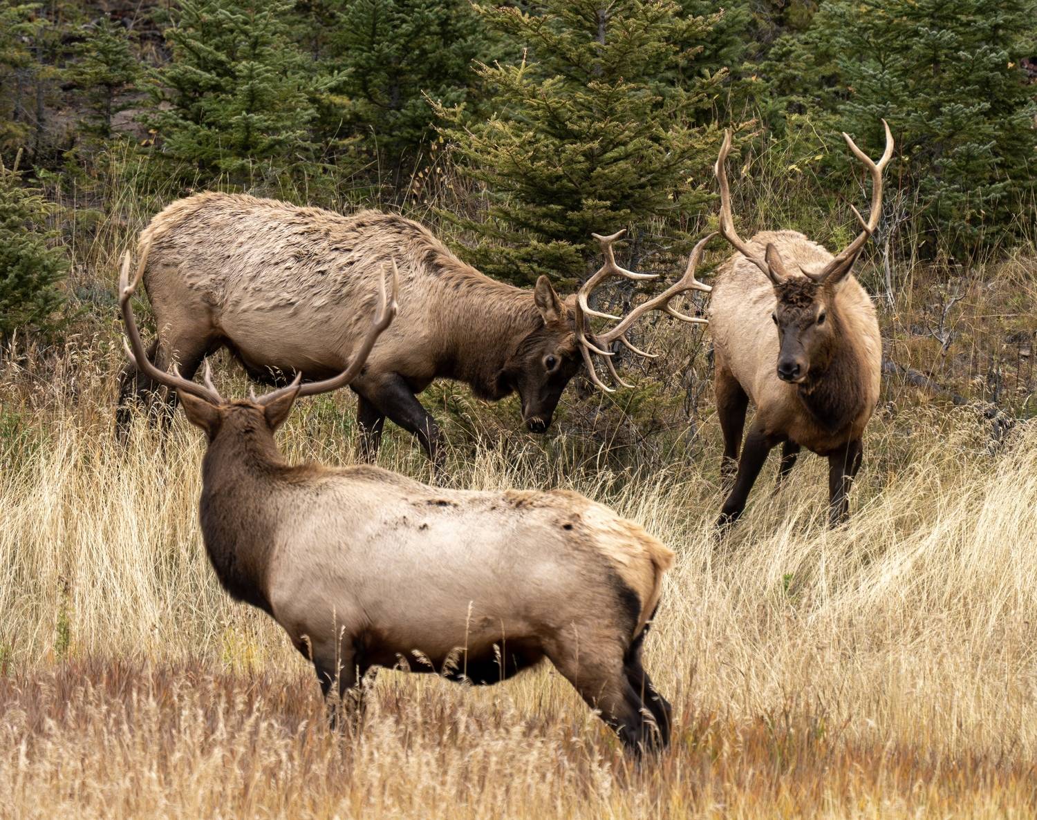 , Владимир Цветов