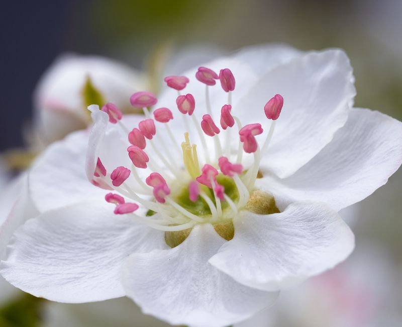 #груша #цветение #цветы #макро #природа #фауна Груша фото превью