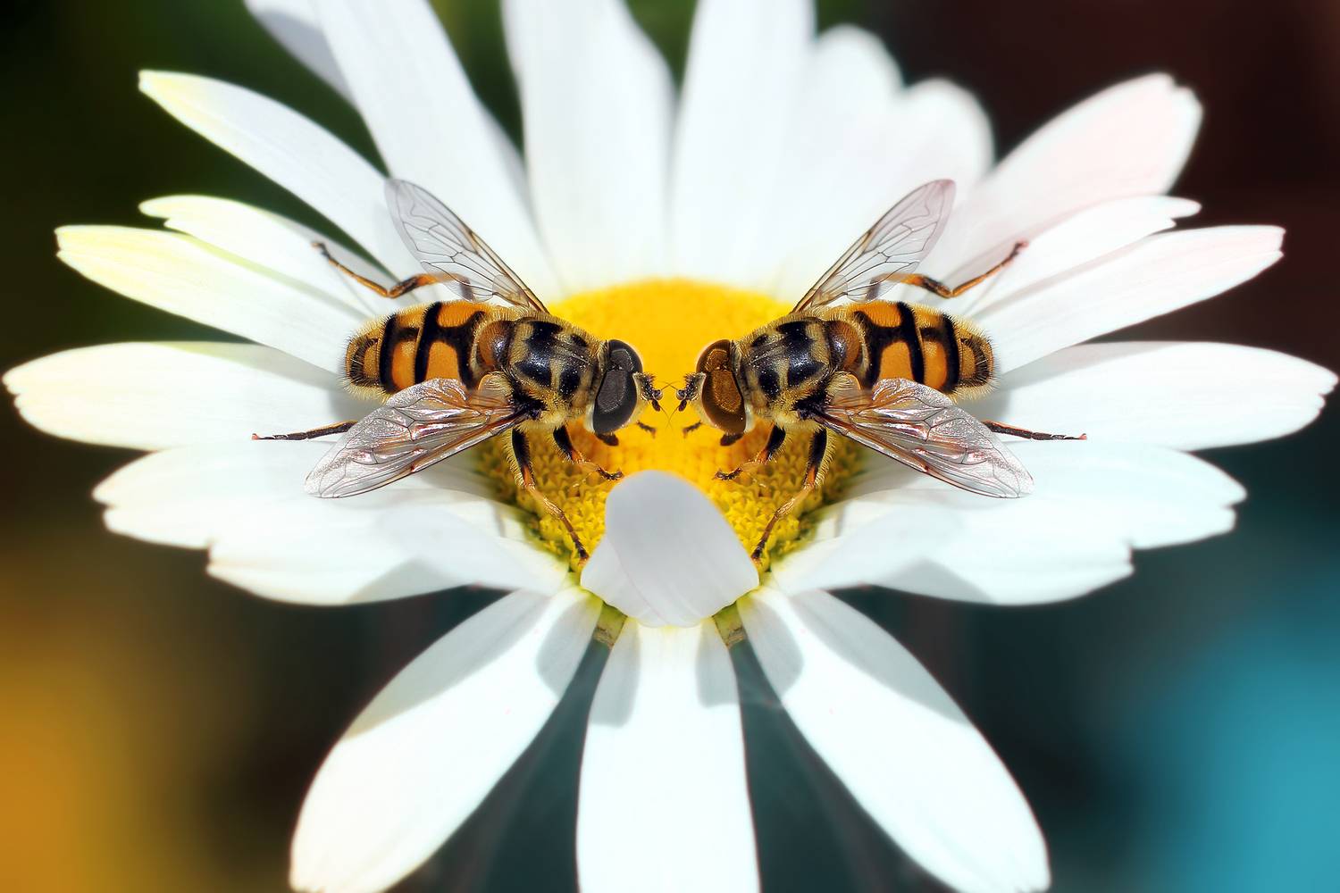 creative, креатив, креатив, манипуляция, цветок, насекомые, настроение, цифровое, искусство, digital, art, flower, insects, mood, Дмитрий Салтыков