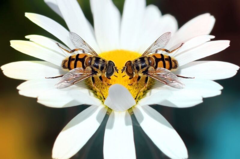 creative, креатив, креатив, манипуляция, цветок, насекомые, настроение, цифровое, искусство, digital, art, flower, insects, mood Цвет настроения... фото превью