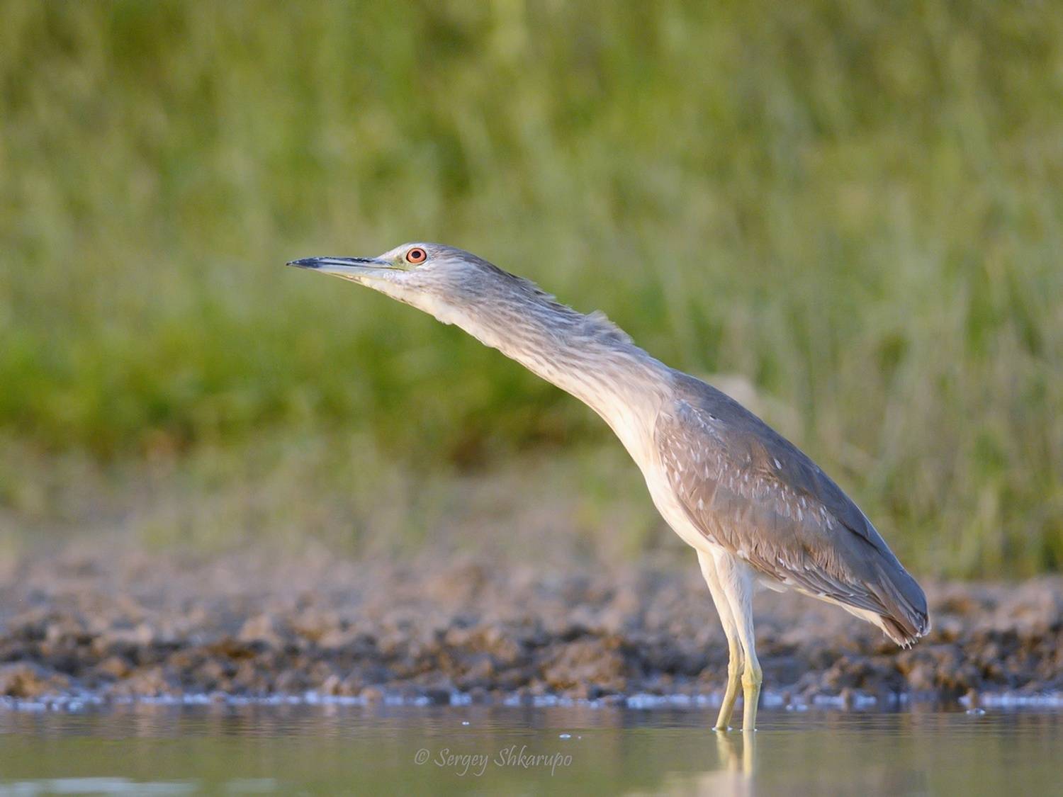 кваква, Сергей Шкарупо