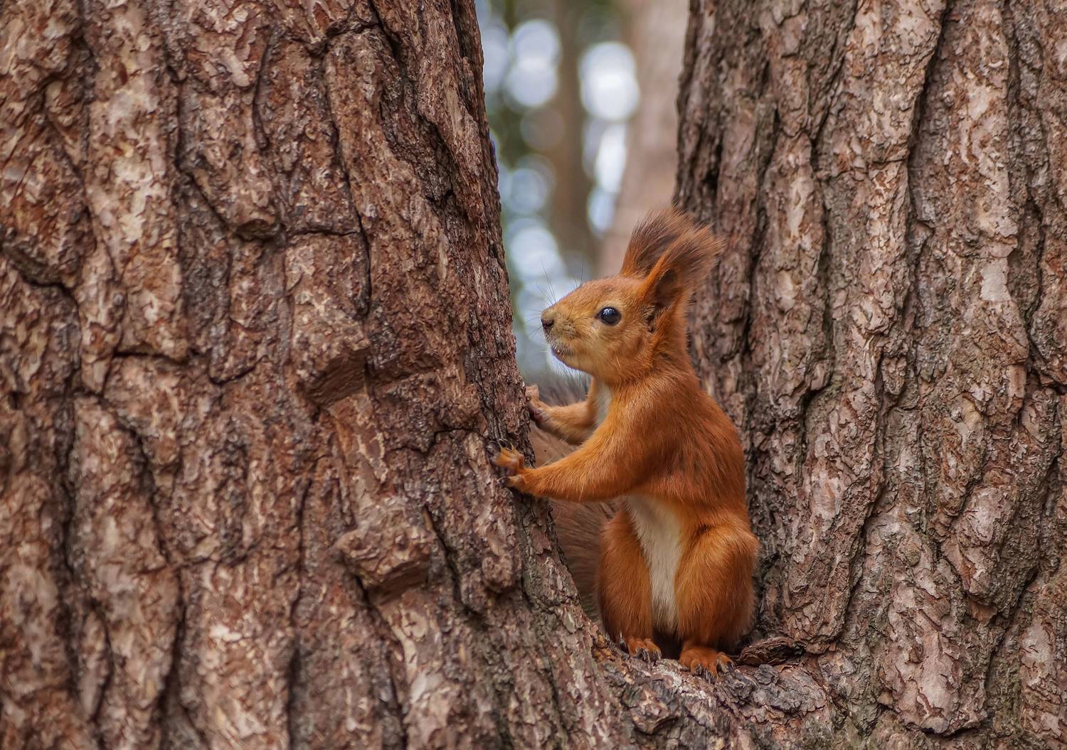 Белка, Чепленко Алексей