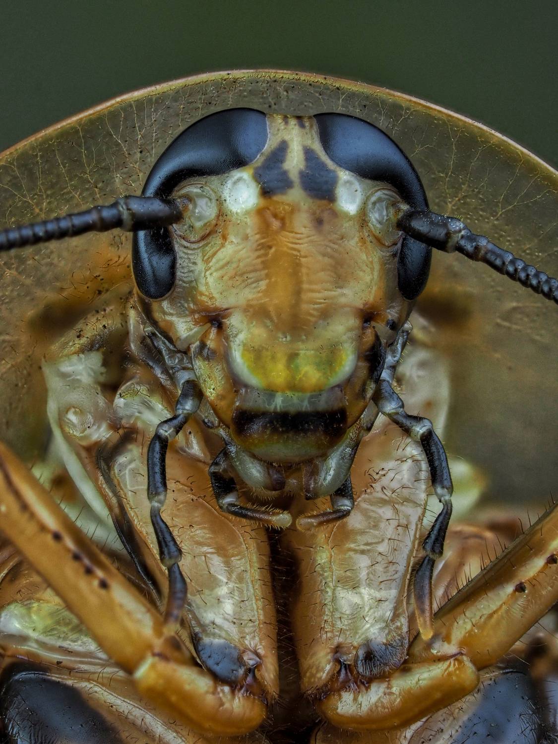 , Олег Савицкий