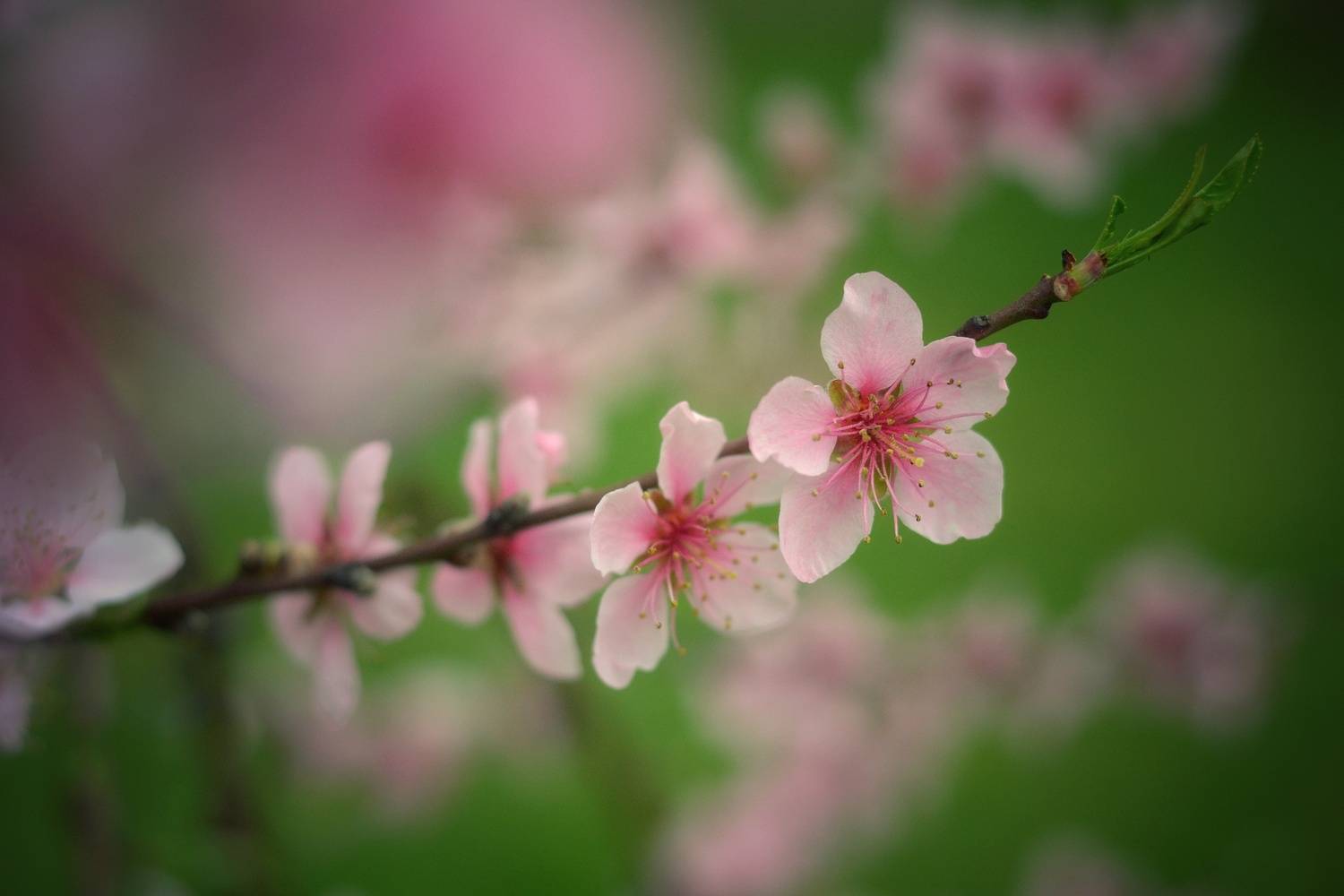 , Юлияна Стоянова