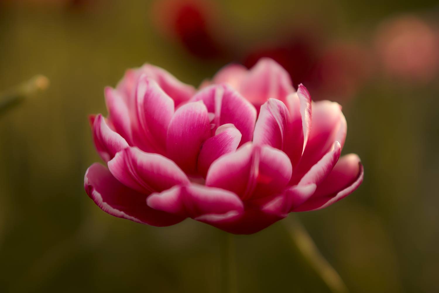 , Лажанский Руфат