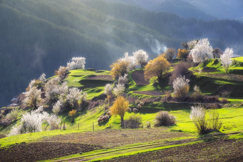 фото превью