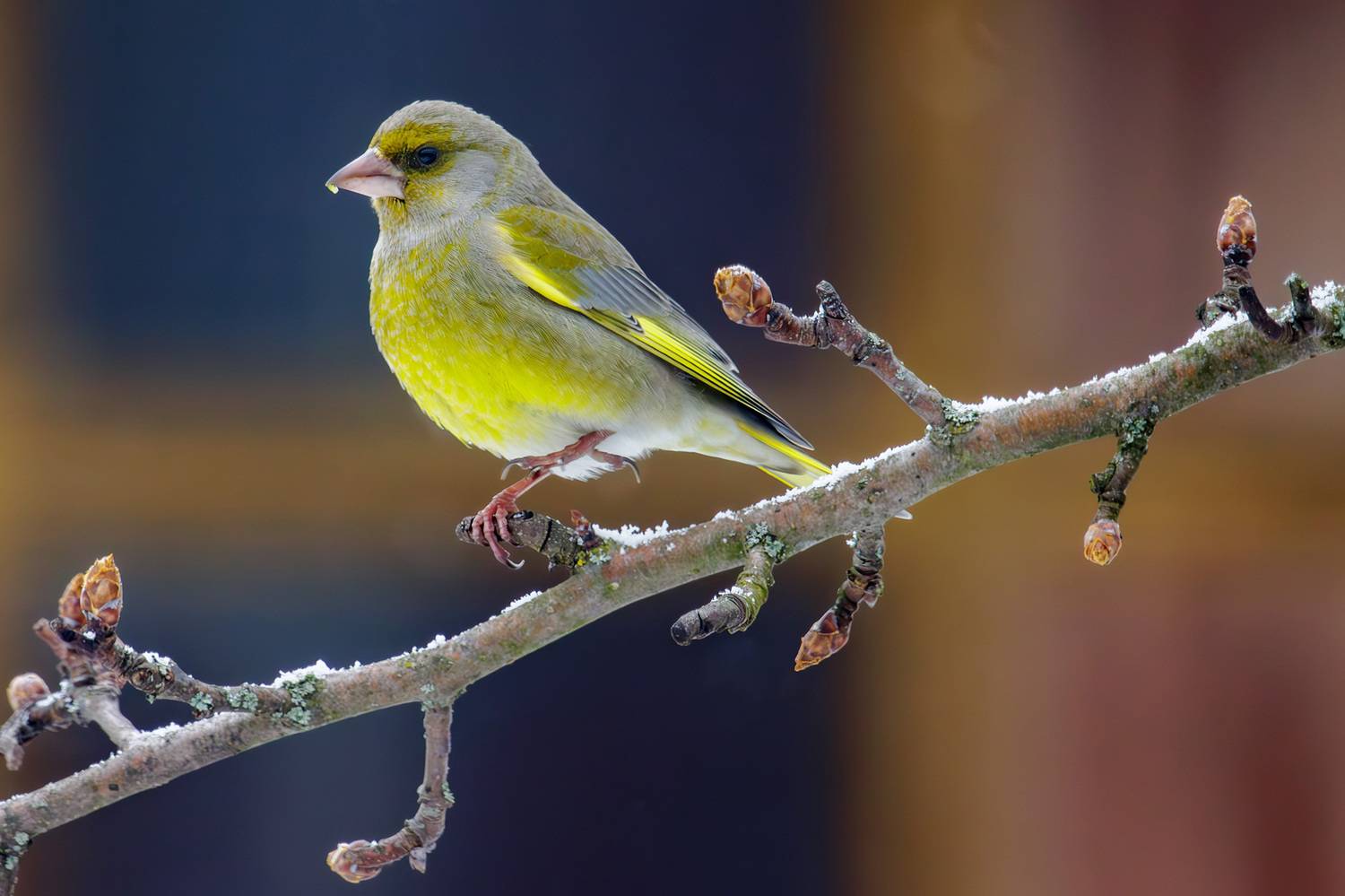 чиж, Морозов Сергей
