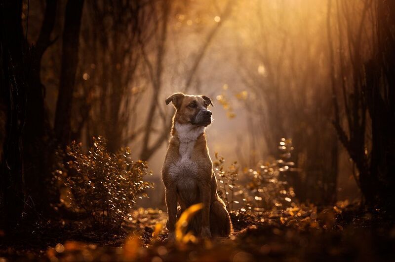 canela фото превью