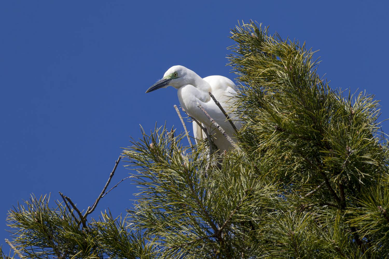белая цапля, цапля, птицы, цапельник, Руслан Pl