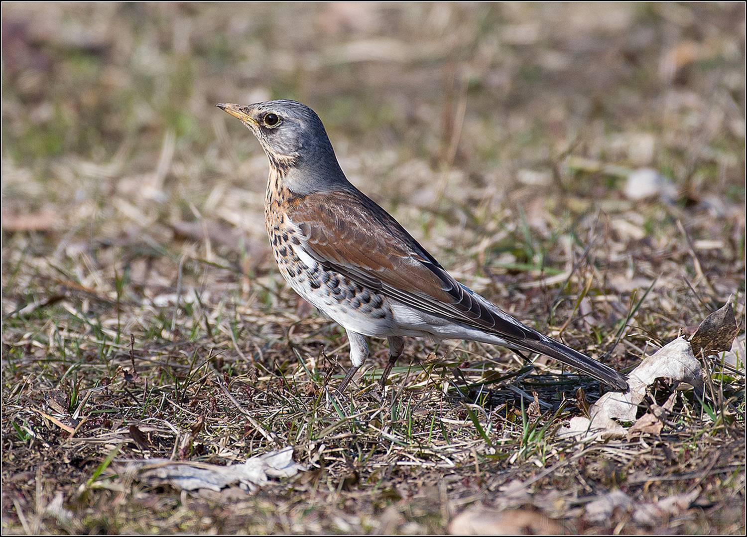 москва, апрель, парк, птица, АНАТОЛИЙ ДОВЫДЕНКО
