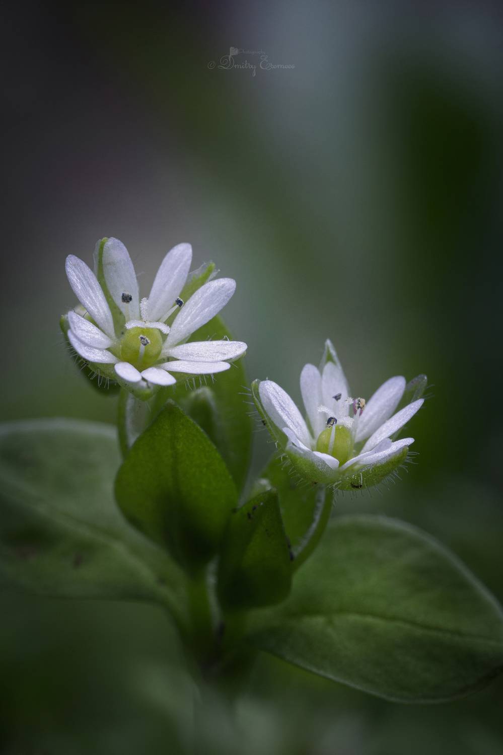 мокрица, растение, флора, макро, природа, весна, Еремеев Дмитрий