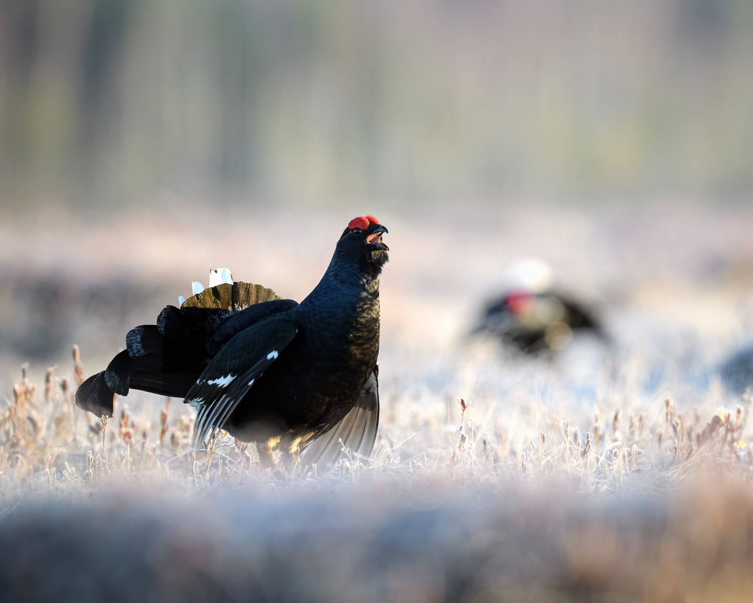 тетерев, ток, токование, птицы, болото, бердинг, бердвотчинг, фотоохота, природа, birdwatching, birding, Black grouse, Courtship display, Михаил Ездаков