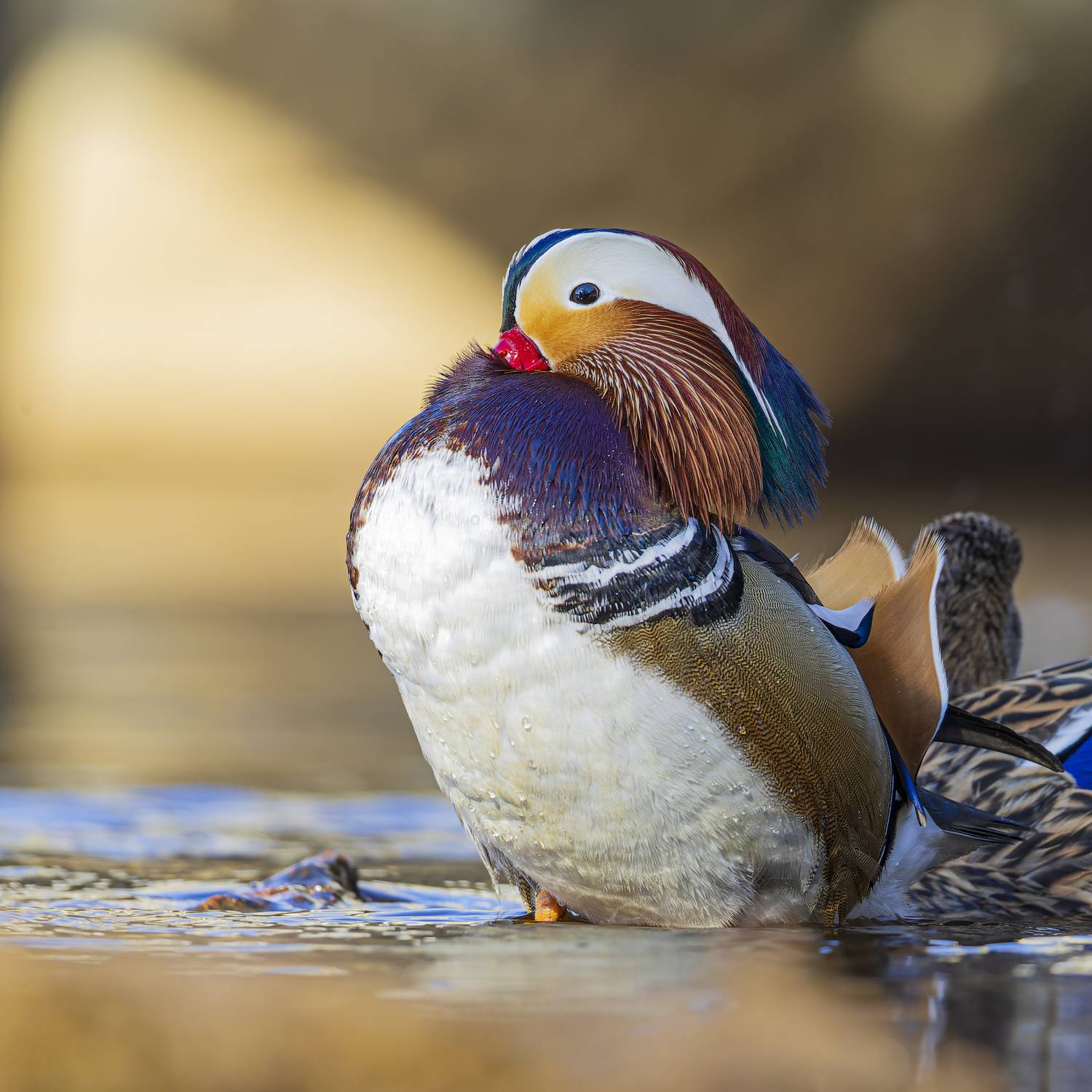 мандаринка, утка, птицы, Руслан Pl