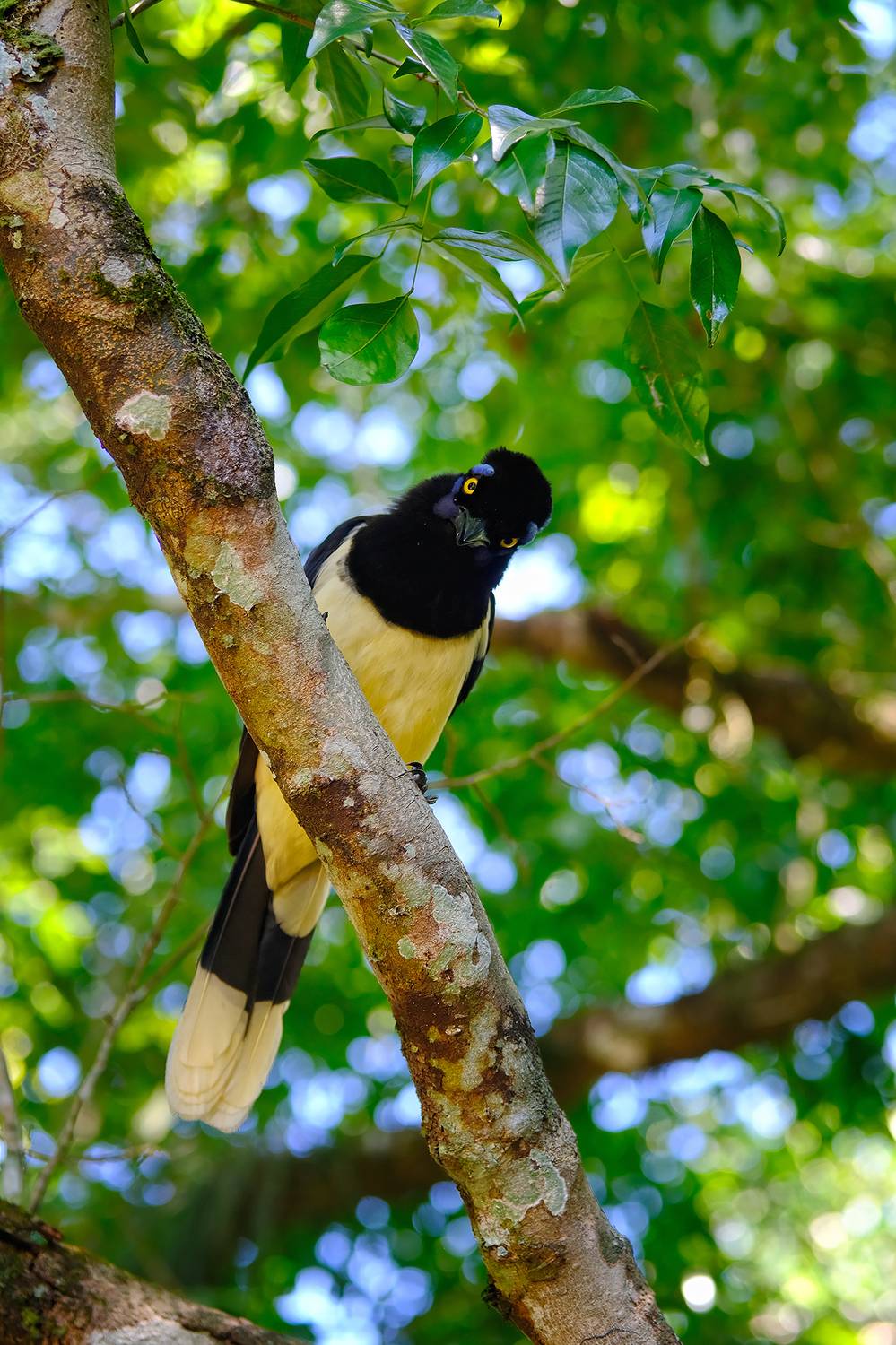 , Худзинская Ирина