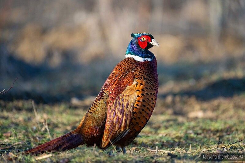 Времена года. Фазан на лесной кормушке. фото превью
