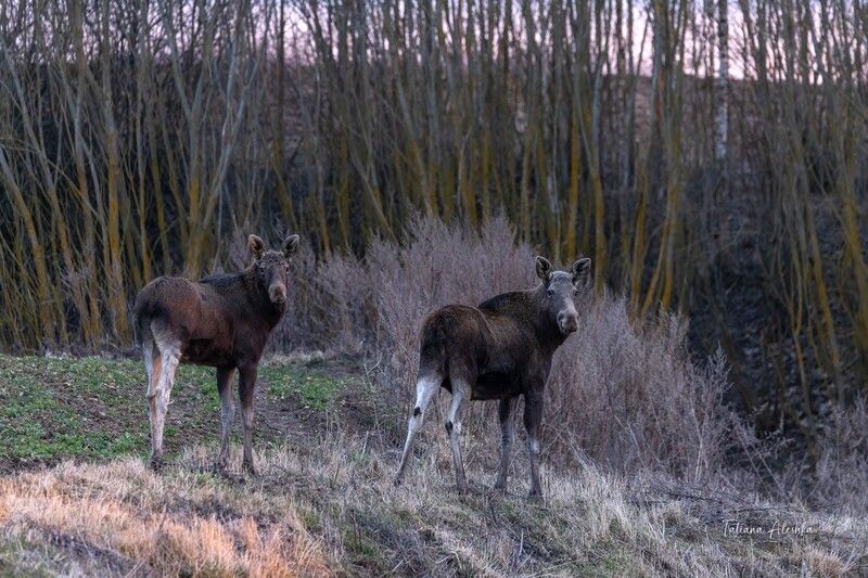 Лосиха с лосёнком фото превью