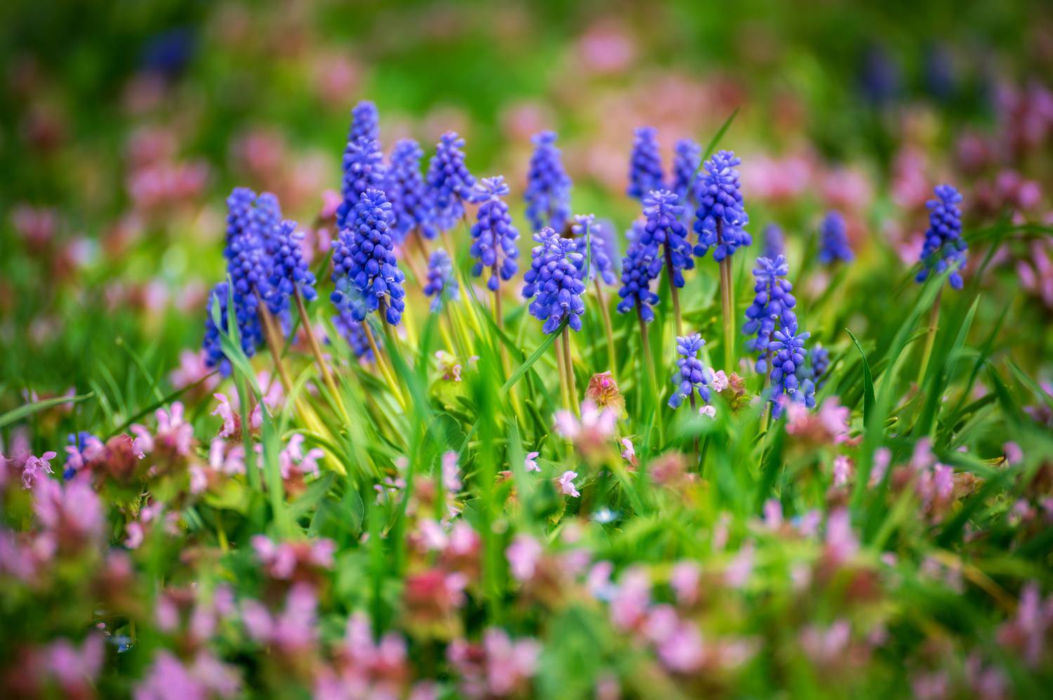 , Сергей Тихомиров