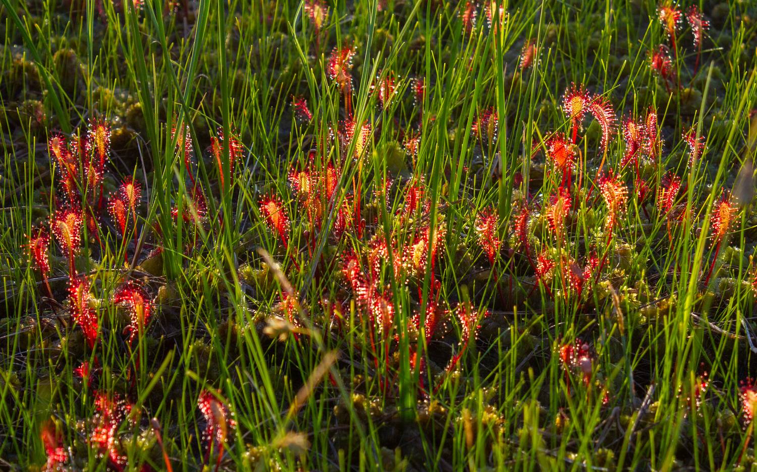 , Комарова Вера