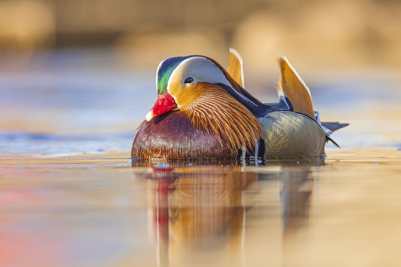 мандаринка, утка, птицы Мандаринка фото превью