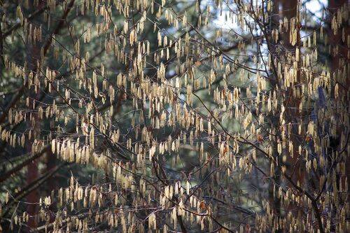 Сережки весенние