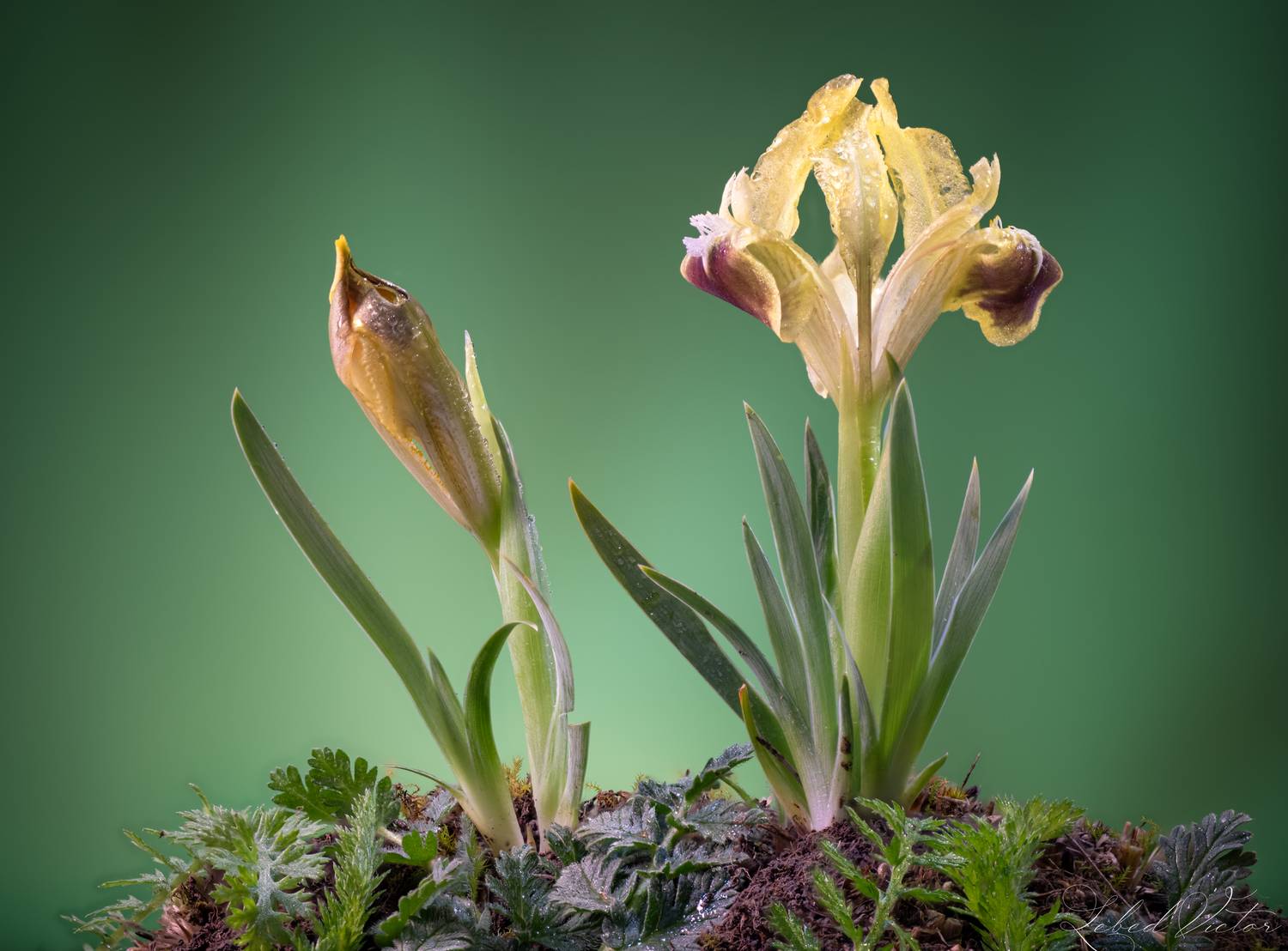 , Виктор Лебедь