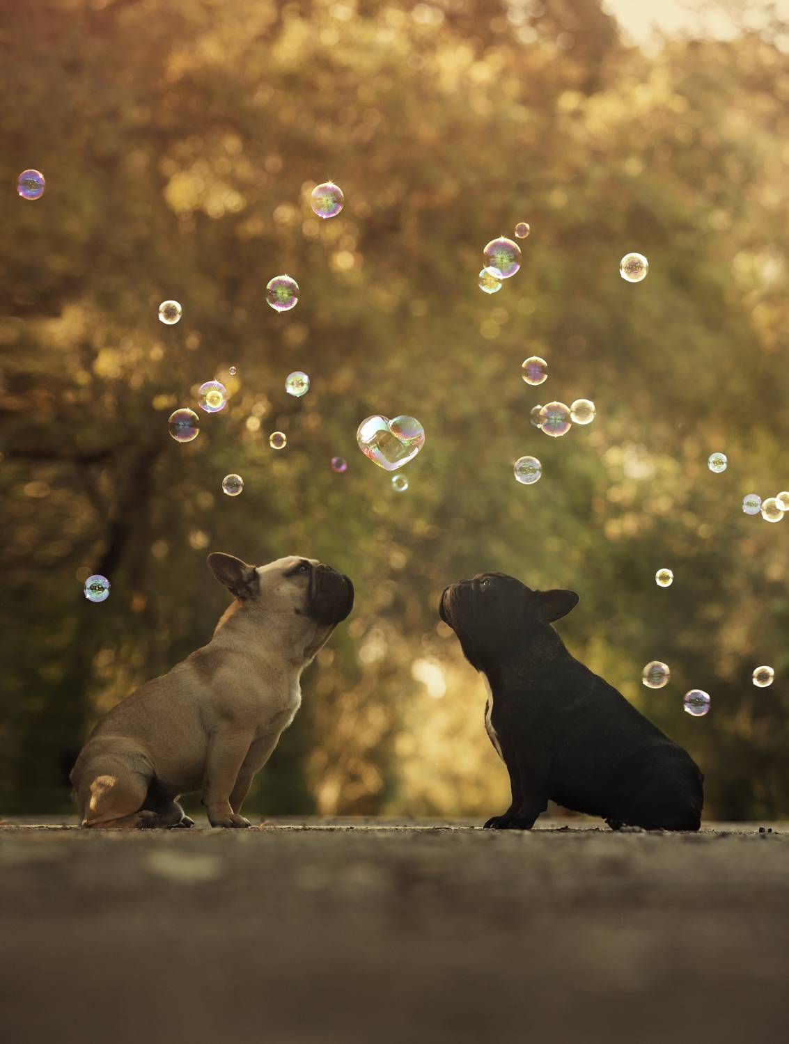 dogs,pets,golden,hour,flowers,backlight,camp,french,bulldogue,bubbles,soap,puppy,natural light,photography,portrait,warm,colors,smile,outdoor,fun,kid,friendshi,baby,p, Alexandre Marques
